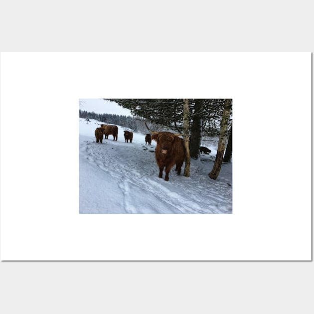 Scottish Highland Cattle Cows and Calves 1649 Wall Art by SaarelaHighland